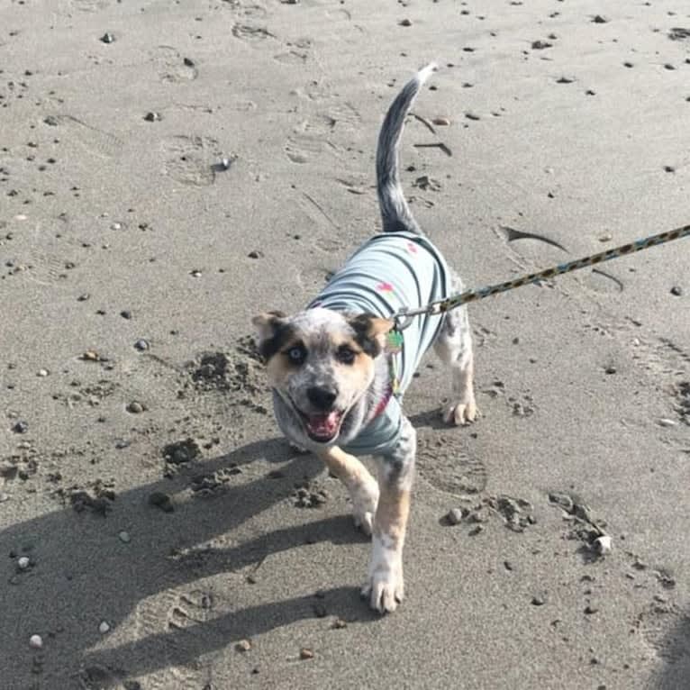 Flora, an Australian Cattle Dog and Siberian Husky mix tested with EmbarkVet.com