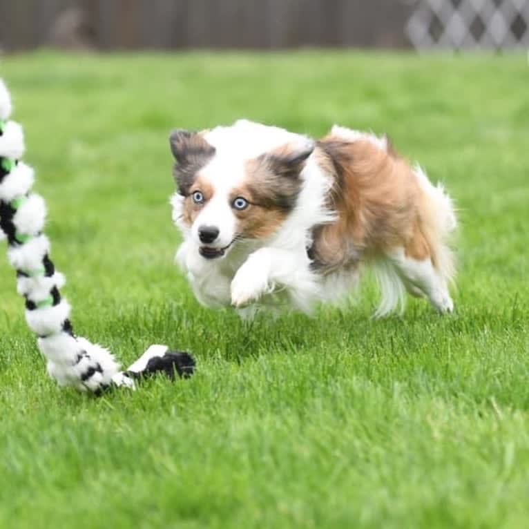 Pico, a Border Collie and Papillon mix tested with EmbarkVet.com