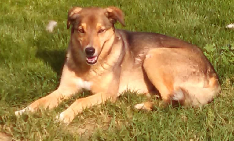 Bo, an Australian Cattle Dog and Border Collie mix tested with EmbarkVet.com