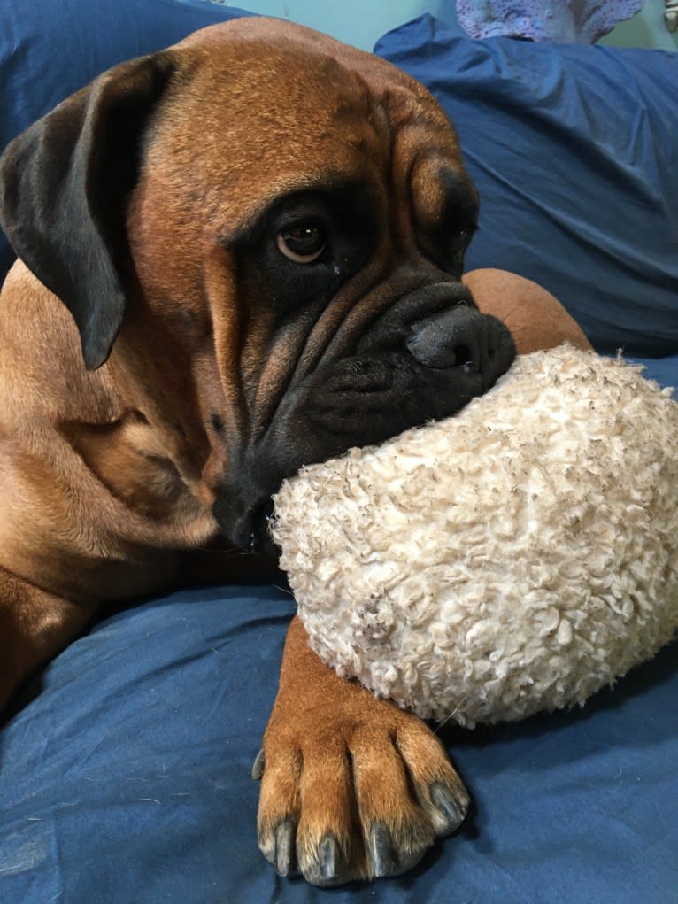 Indiana Jones, a Bullmastiff tested with EmbarkVet.com