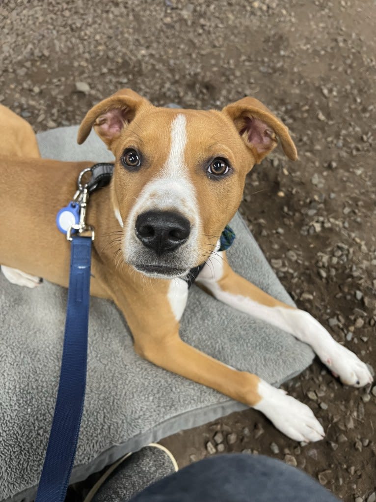 Linux Rowan, an American Pit Bull Terrier and Rottweiler mix tested with EmbarkVet.com