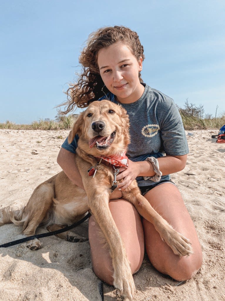 Marley, a Golden Retriever tested with EmbarkVet.com