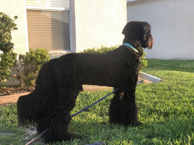 Leopold, a Newfypoo tested with EmbarkVet.com