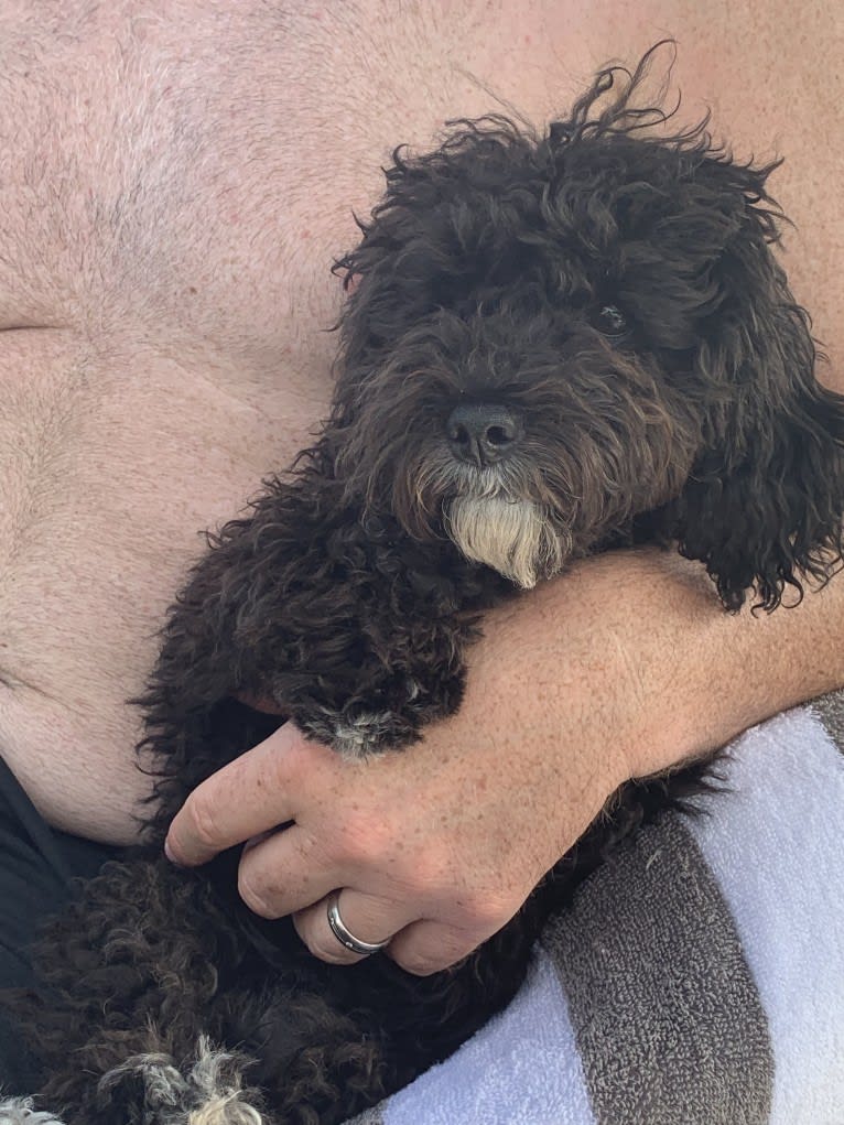 Bentley, a Poodle (Small) tested with EmbarkVet.com