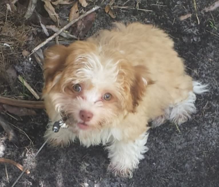 Lexi, a Havanese tested with EmbarkVet.com