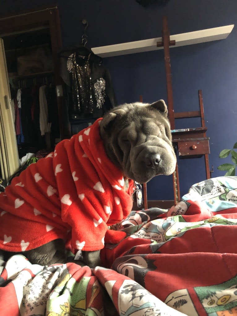 Pumpkin, a Chinese Shar-Pei tested with EmbarkVet.com