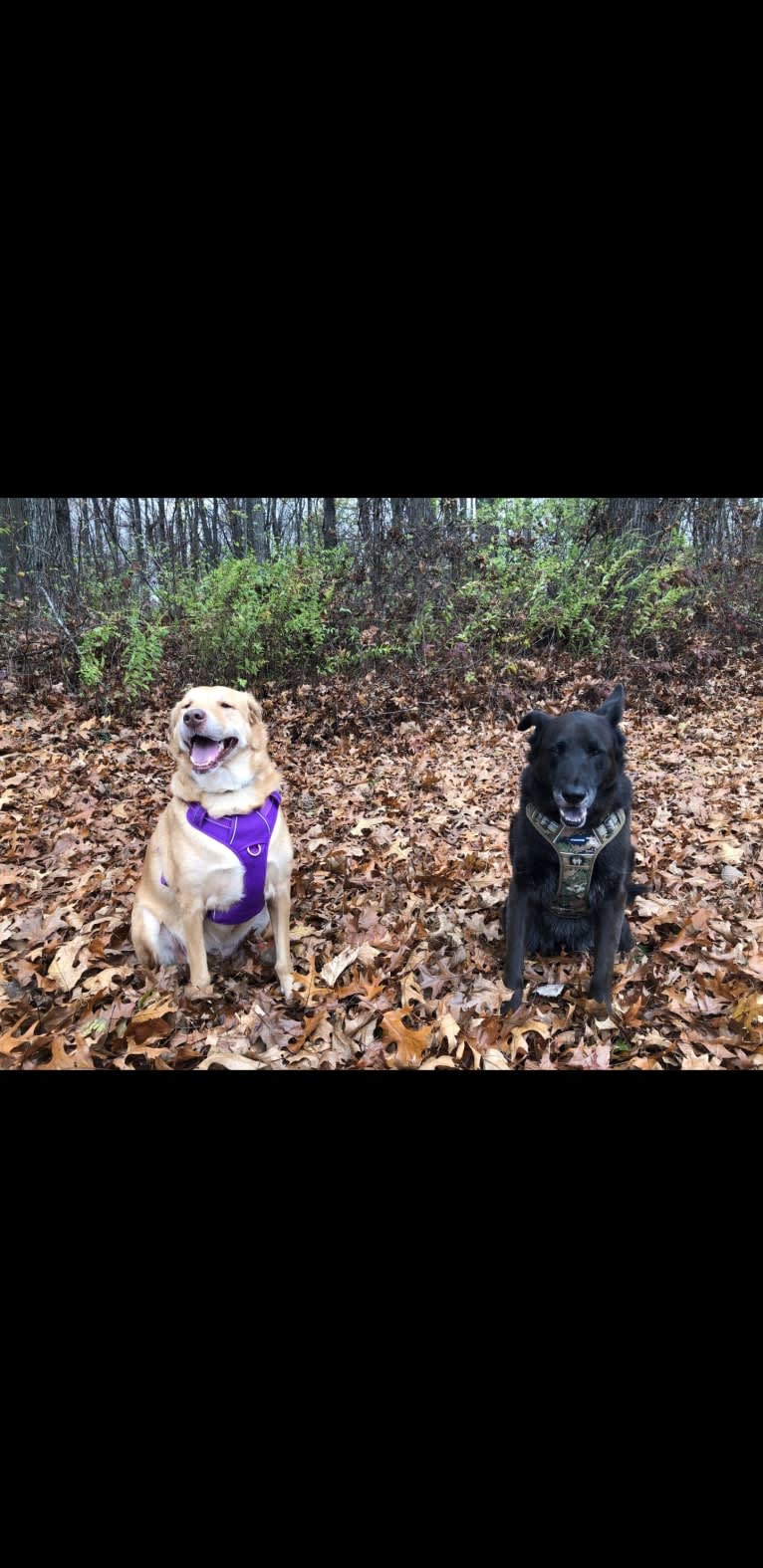 Bobo, a German Shepherd Dog and Chinese Shar-Pei mix tested with EmbarkVet.com