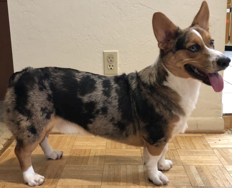 Merlin, a Miniature/MAS-type Australian Shepherd and Pembroke Welsh Corgi mix tested with EmbarkVet.com