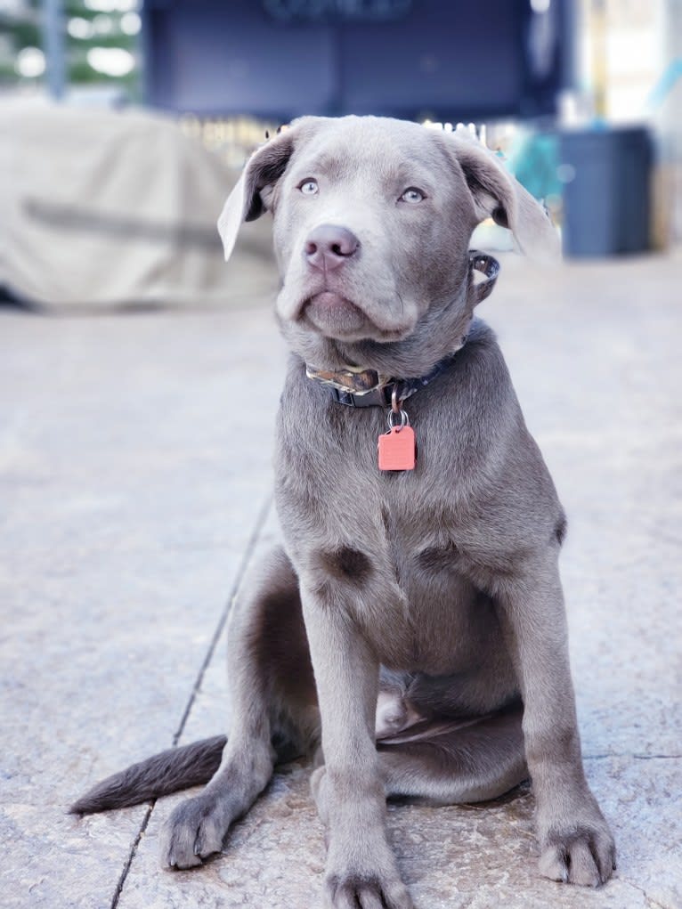 Jordy, a Labrador Retriever tested with EmbarkVet.com