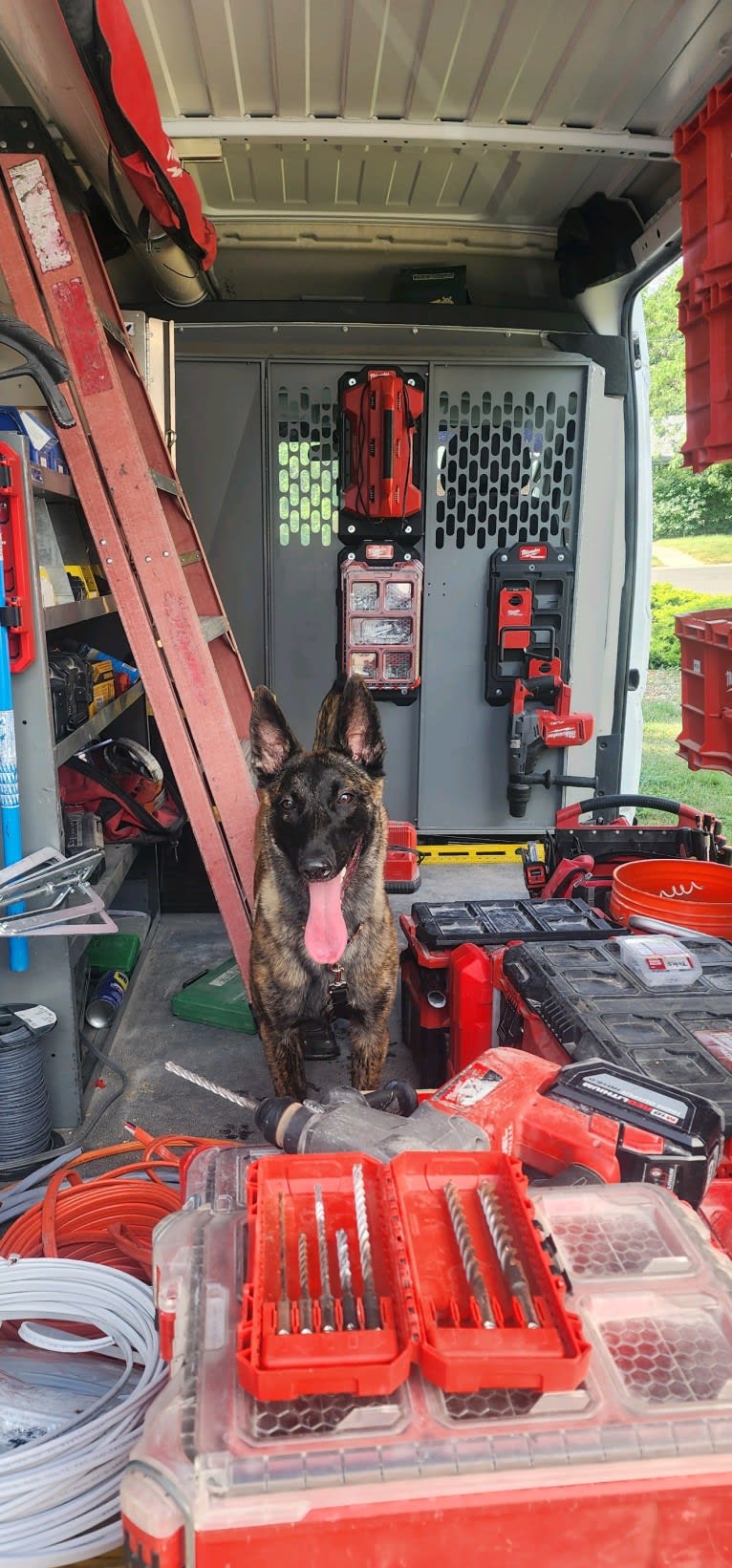 Ripley, a Dutch Shepherd tested with EmbarkVet.com