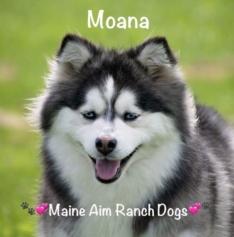 Moana, a Siberian Husky and Pomeranian mix tested with EmbarkVet.com