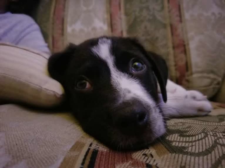 PATIENCE, a Labrador Retriever and American Pit Bull Terrier mix tested with EmbarkVet.com