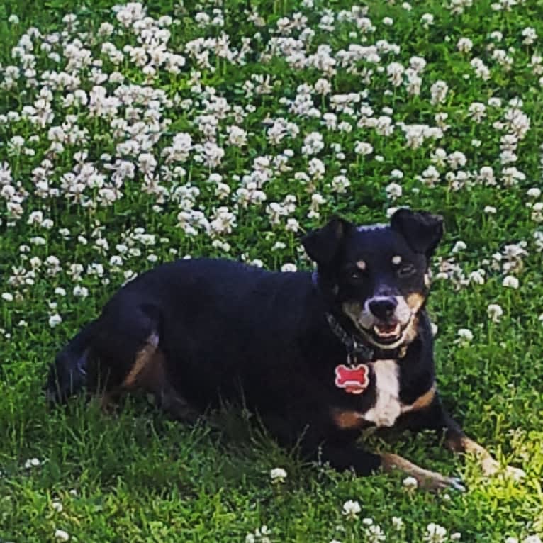 Drew, a Miniature Schnauzer and Chihuahua mix tested with EmbarkVet.com