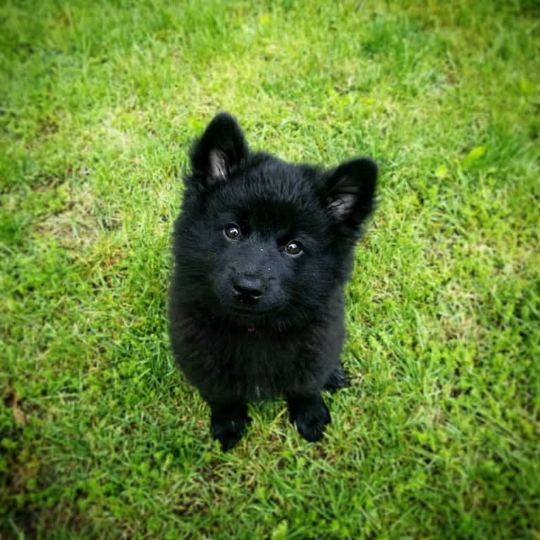 Tala, a Swedish Lapphund tested with EmbarkVet.com