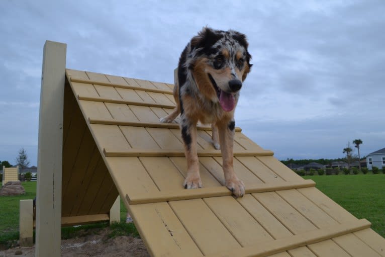 Dodge, an Australian Shepherd tested with EmbarkVet.com