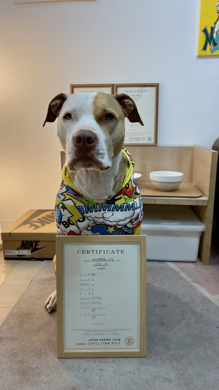 MEGA II, an American Pit Bull Terrier tested with EmbarkVet.com