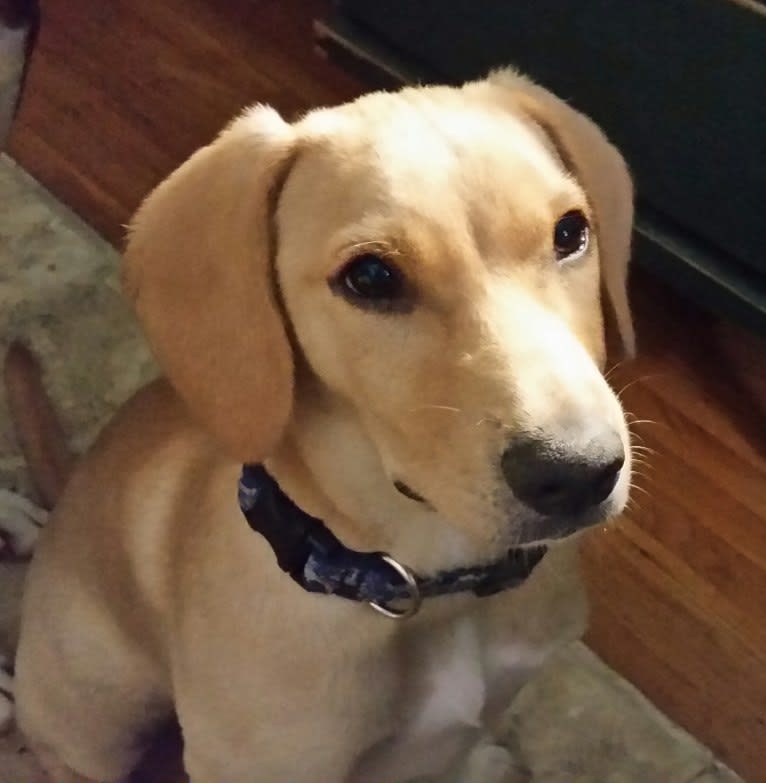 Neddy, a Miniature Schnauzer and Labrador Retriever mix tested with EmbarkVet.com