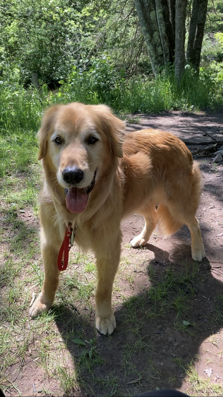 Timber “Gross Manor’s I’ll Be The One You Won’t Forget”, a Golden Retriever tested with EmbarkVet.com