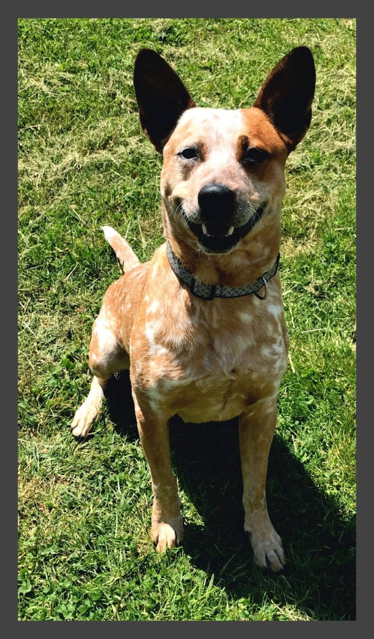 Frost, an Australian Cattle Dog tested with EmbarkVet.com