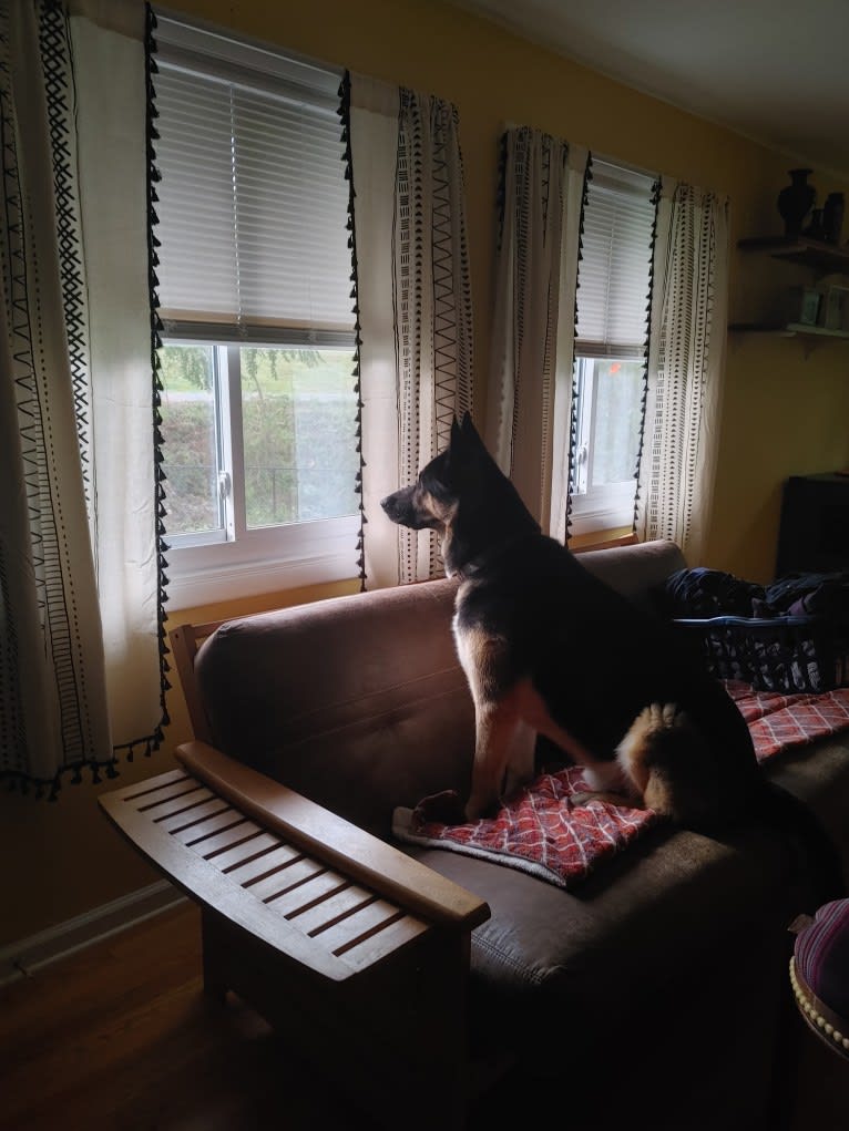 Percy, a German Shepherd Dog and Siberian Husky mix tested with EmbarkVet.com