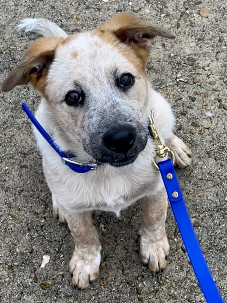 RAWLIE RIGGS, an Australian Cattle Dog and Poodle (Small) mix tested with EmbarkVet.com