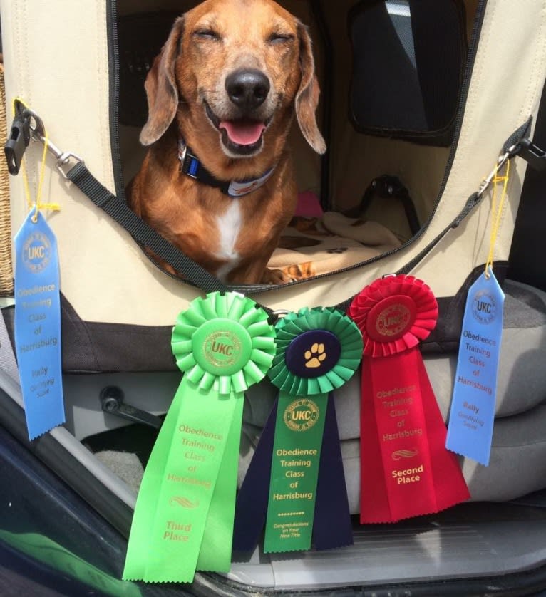 URO3 NI NE Jacob Levi RI SWA SHDNE CGCA TKP RATN RL1X RL2 RLV2X CW-ARA CW-DDA CW-Ob2A, a Dachshund tested with EmbarkVet.com