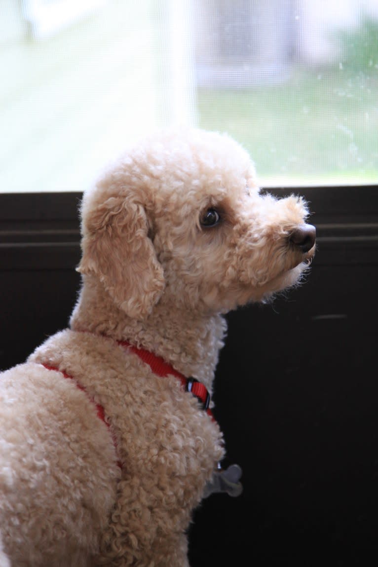 Bailey, a Poodle (Small) tested with EmbarkVet.com