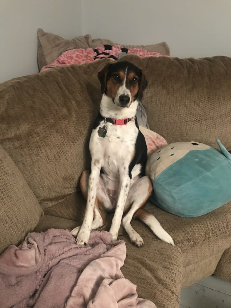 Willow, a Treeing Walker Coonhound and Australian Shepherd mix tested with EmbarkVet.com