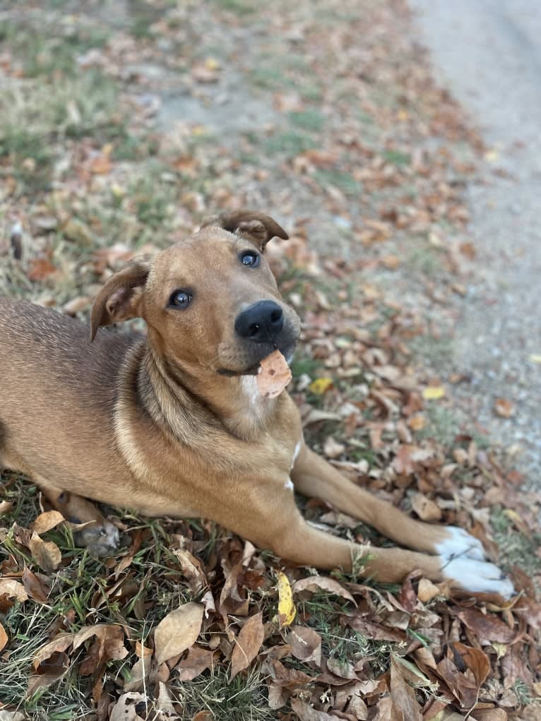 Winston, an Australian Cattle Dog and Border Collie mix tested with EmbarkVet.com