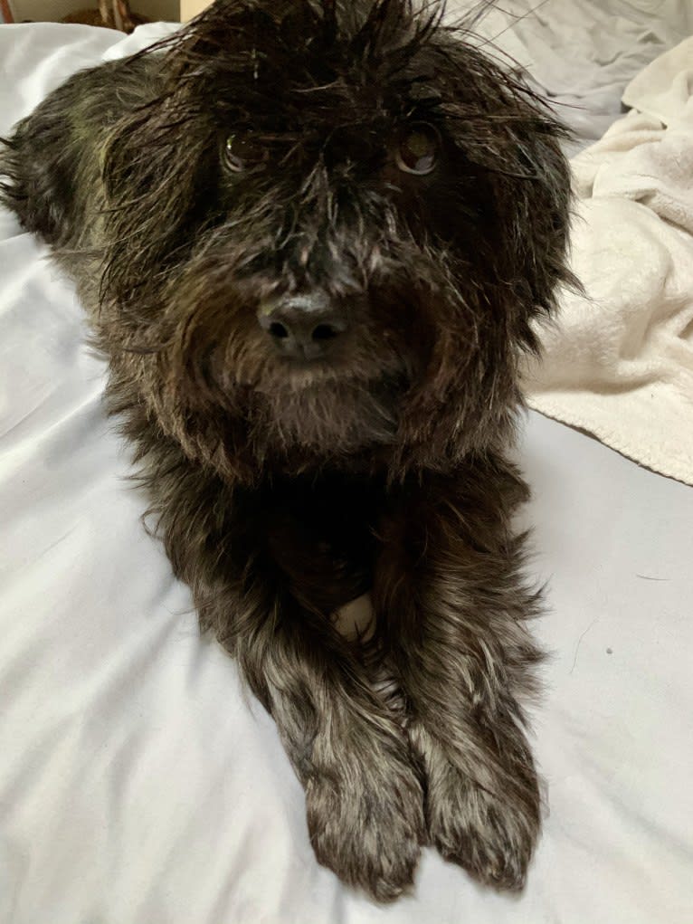 Hamish, a West Highland White Terrier and Yorkshire Terrier mix tested with EmbarkVet.com