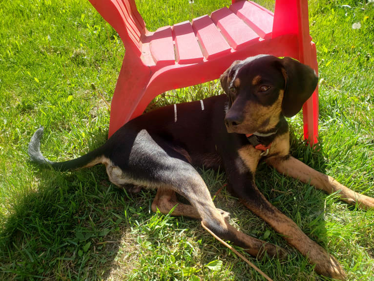 Boone, a Catahoula Leopard Dog and Poodle (Small) mix tested with EmbarkVet.com