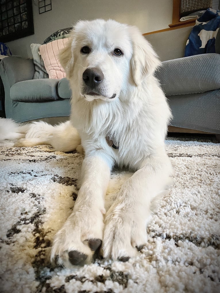 Tundra, a Great Pyrenees tested with EmbarkVet.com