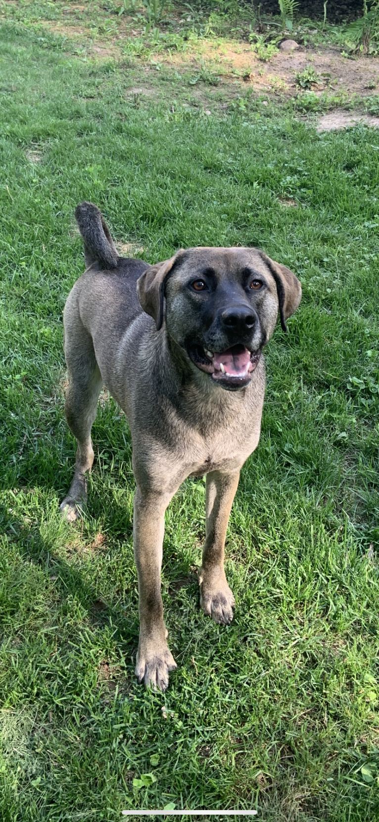 Ella, an American Bulldog and Labrador Retriever mix tested with EmbarkVet.com