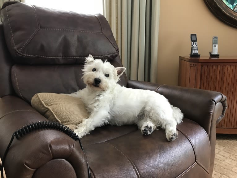 Babette, a West Highland White Terrier tested with EmbarkVet.com