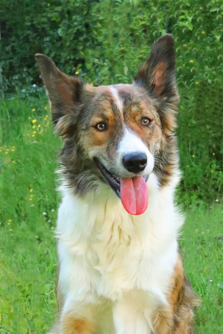 Bindi, a Border Collie tested with EmbarkVet.com