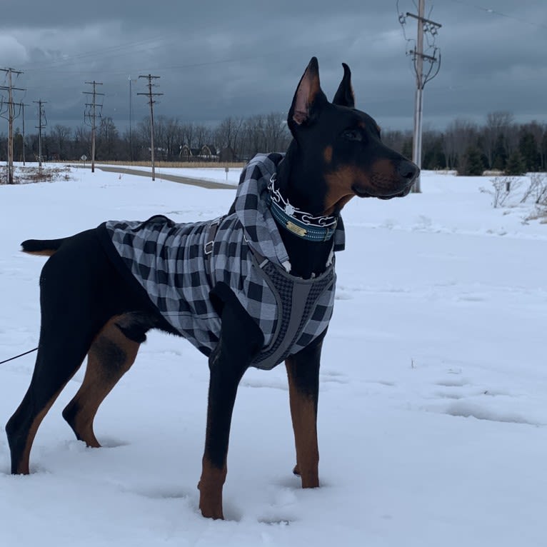 South Paw’s Nhaga, a Doberman Pinscher tested with EmbarkVet.com