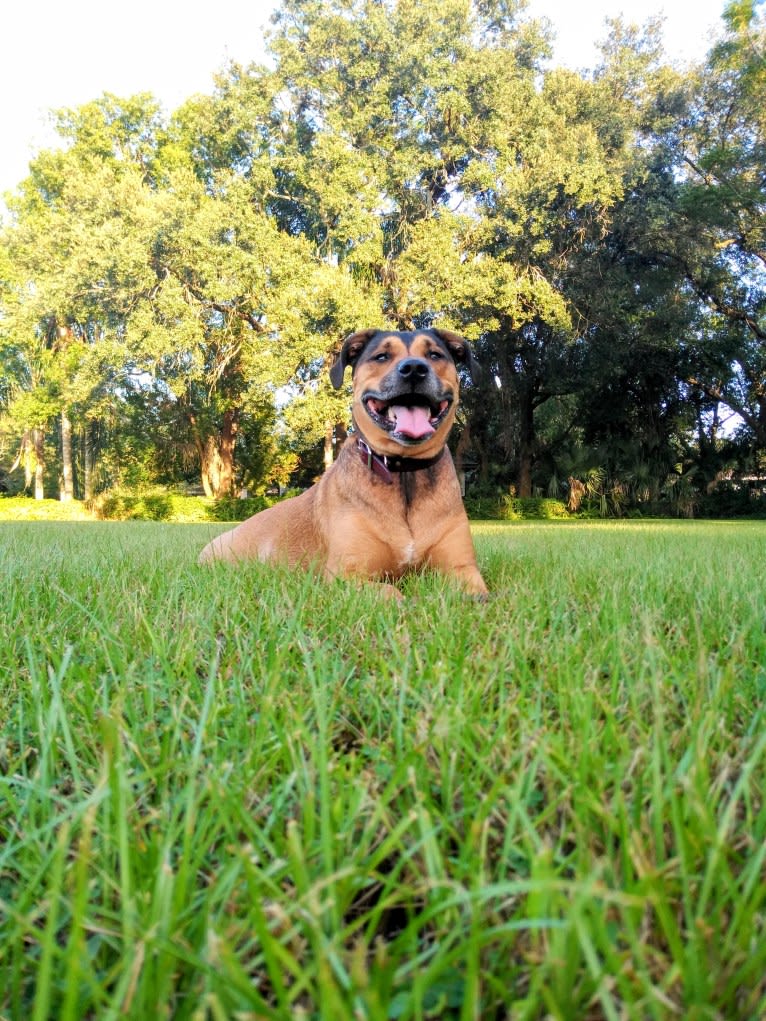 Franco, an American Pit Bull Terrier and Rottweiler mix tested with EmbarkVet.com