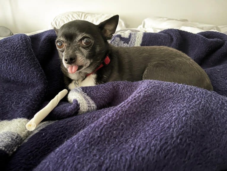 Tango, a Chihuahua tested with EmbarkVet.com