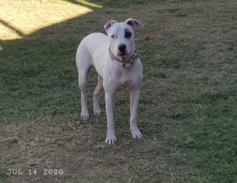 Zeus, an American Pit Bull Terrier and Australian Cattle Dog mix tested with EmbarkVet.com