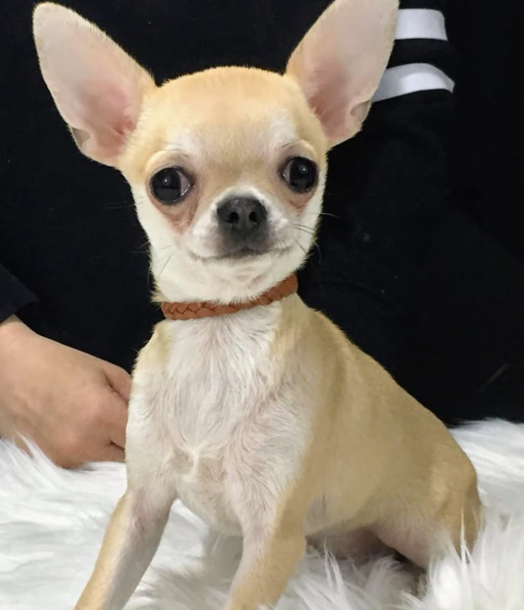 Nikki, a Chihuahua tested with EmbarkVet.com