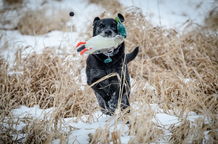 Schimpf's Addicted to the Game ("Addie"), a Labrador Retriever and German Shepherd Dog mix tested with EmbarkVet.com