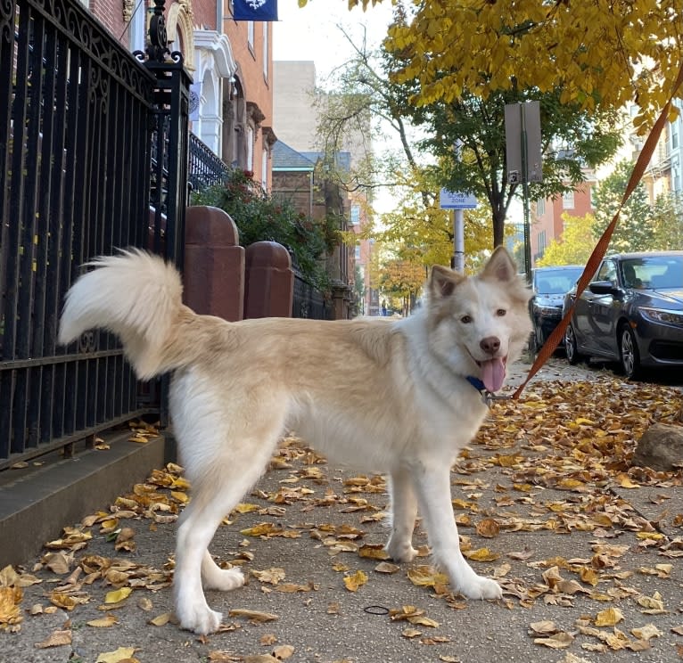 Odie, a Siberian Husky and Australian Cattle Dog mix tested with EmbarkVet.com