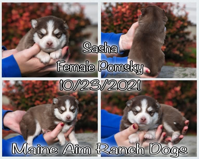 Sassy, a Pomsky tested with EmbarkVet.com