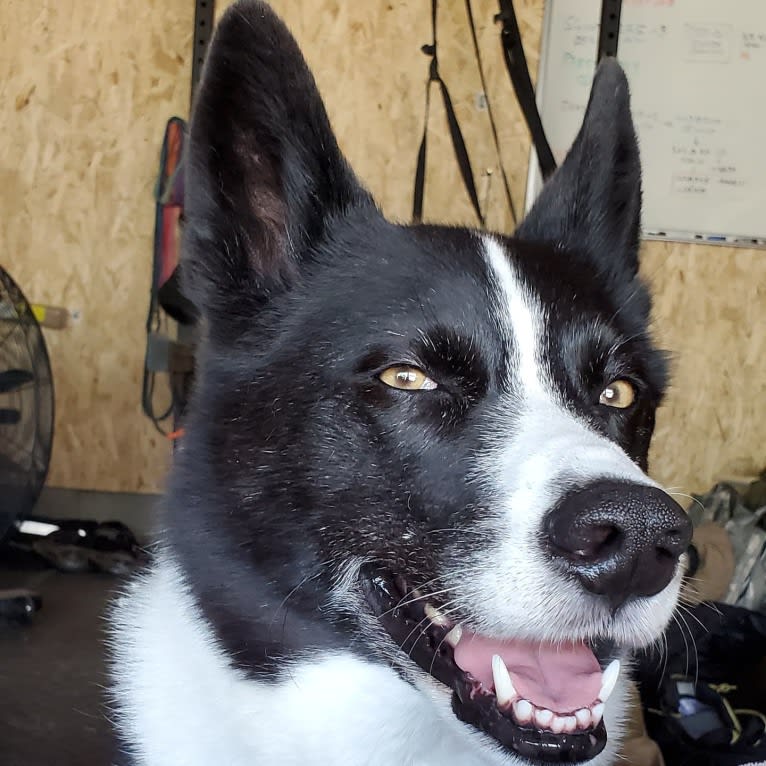 Dumaw Oakenshield, a Karelian Bear Dog tested with EmbarkVet.com