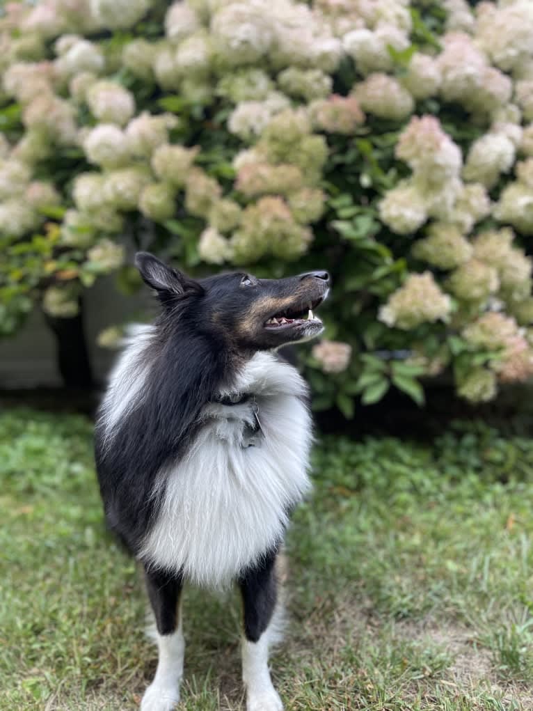 Whiskey Cash Adams, a Shetland Sheepdog tested with EmbarkVet.com