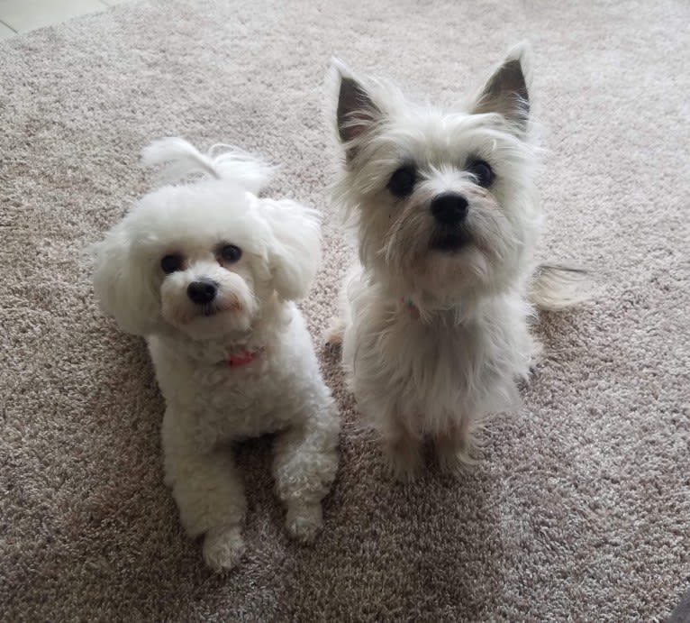 Willow, a Cairn Terrier and Maltese mix tested with EmbarkVet.com