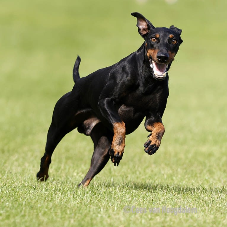 Velvet Looks Chief of Victory Aksel, a Manchester Terrier (Standard) tested with EmbarkVet.com