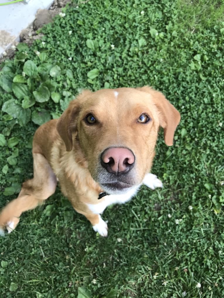 Jack, a Border Collie and Beagle mix tested with EmbarkVet.com