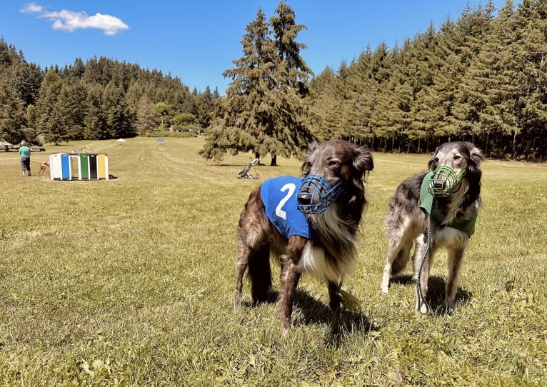 Pocus, a Silken Windhound tested with EmbarkVet.com