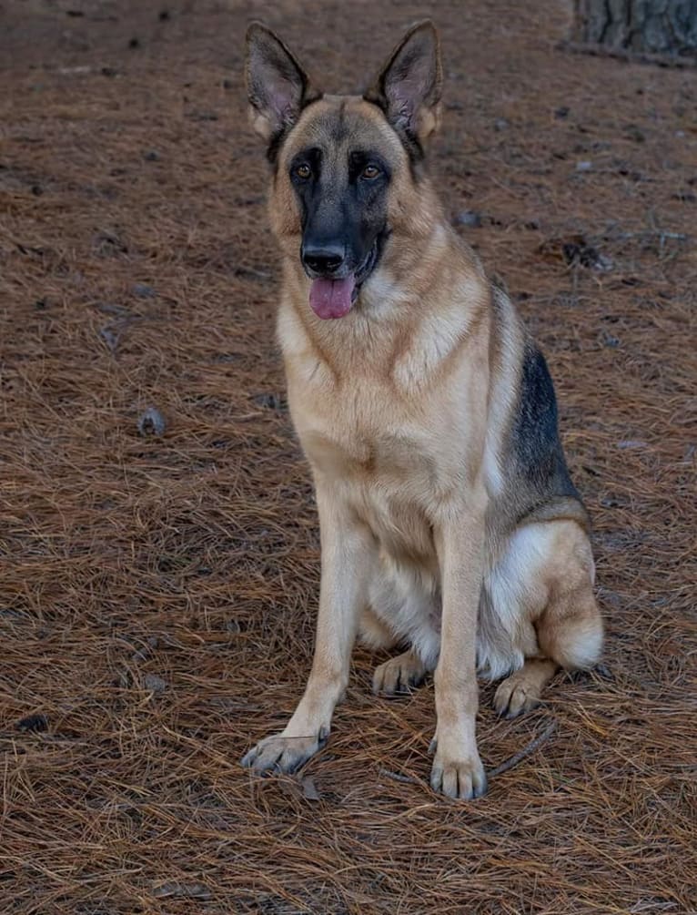 Mai, a German Shepherd Dog tested with EmbarkVet.com